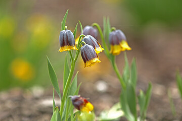 Fritillaria uva-vulpis, fox-grape fritillary is a perennial plant with dark purple bell-shaped flowers with bright yellow border