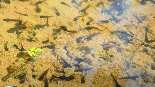  polliwogs in a pond in a German forest in spring