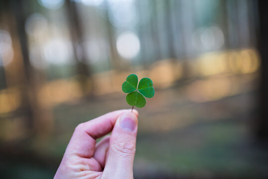 Kleeblatt Hand Glücksklee Talisman Glücksbringer grün natur Wald