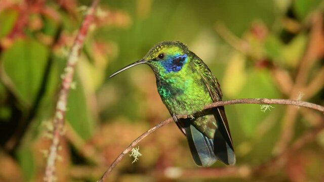 Lesser Violetear - Colibri cyanotus - mountain violet-ear, metallic green hummingbird species commonly found from Costa Rica to northern South America. Formerly named the Green Violetear, flying.