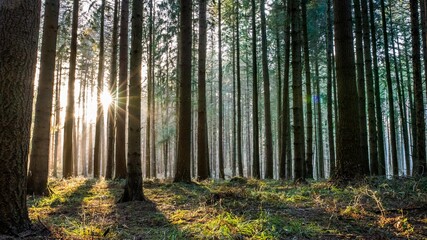 Fototapeta na wymiar Wald Bäume Sonnenschein Sonnenlicht Natur Strahlen
