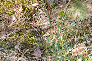 Kleine Eidechse auf einen Waldboden, Fischbeker Heide