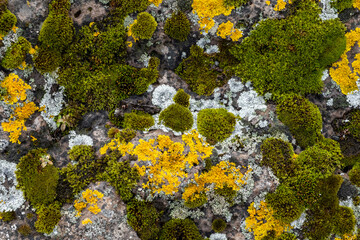 Moss