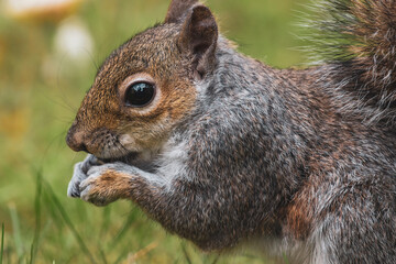 Grey squirrel eating seeds