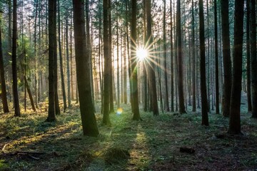 Fototapeta na wymiar Wald Bäume Sonnenschein Sonnenlicht Natur Strahlen