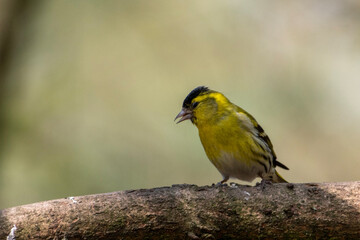 Fototapeta premium yellow night heron