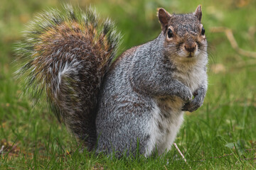 Grey squirrel standing and watching