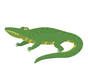vector illustration of a green crocodile isolated on a white background