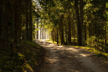 A dirt road through sunny spruce forest filled with sun rays, warm summer day fragrant fresh air feeling