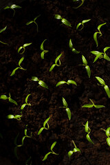 green sprouts of pepper in the vicinity on a mini garden bed