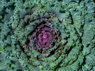 close-up of fresh cabbage in the vegetable garden