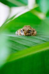 beautiful small little baby frog 