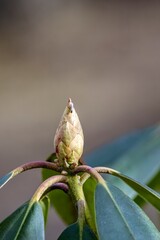 Alpine rose with a bud in early spring 
