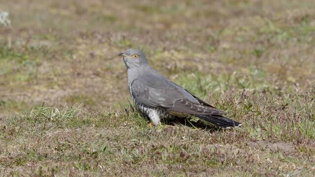 Common cuckoo (Cuculus canorus)