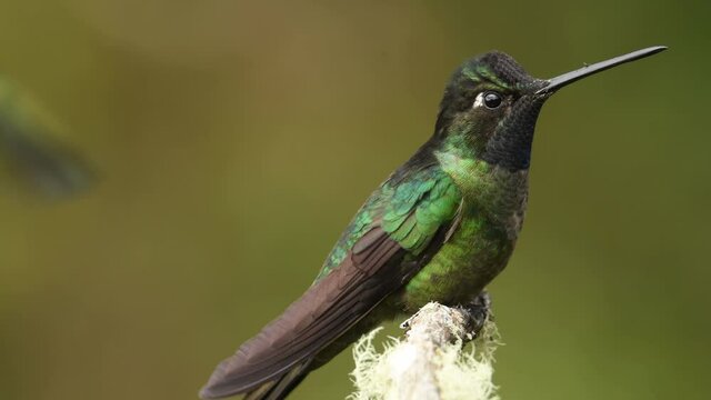 Talamanca (Admirable) Hummingbird - Eugenes spectabilis is large hummingbird living in Costa Rica and Panama.  Beautiful green and blue colour, sitting and flying.