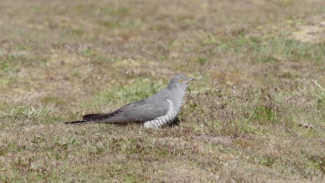 Common cuckoo (Cuculus canorus)