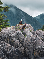 Bald Eagles resting, seen in Alaska