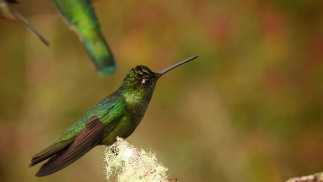 Talamanca (Admirable) Hummingbird - Eugenes spectabilis is large hummingbird living in Costa Rica and Panama.  Beautiful green and blue colour, sitting and flying.