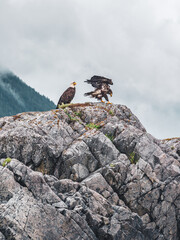 Bald Eagles resting, seen in Alaska