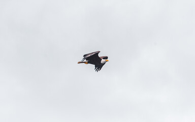 Flying Bald eagle, seen in Alaska