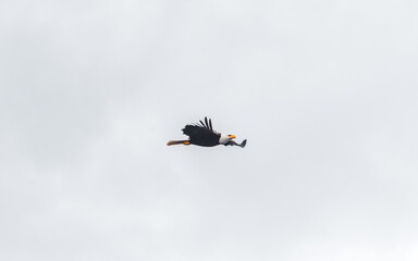 Flying Bald eagle, seen in Alaska