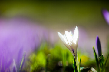 Krokus Wiese Blumen Blüte Blühen Lila Weiß Grün Floral Frühling Erwachen Aufblühen