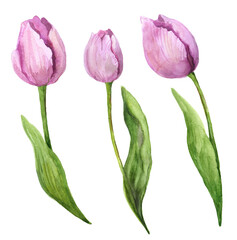 Watercolor pink tulips. Beautiful  flowers on a white background. Watercolor tulips sketch. Watercolor nature. Bouquet of tulips. Watercolor illustration with flowers. Flowers for creating postcards