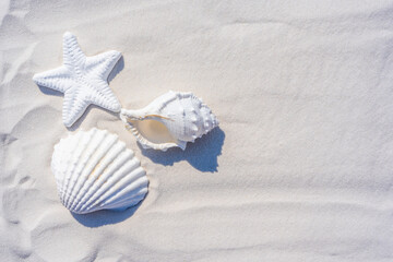 Sea shells and starfish on a white sand background. Summer times. Seashell on the sand.