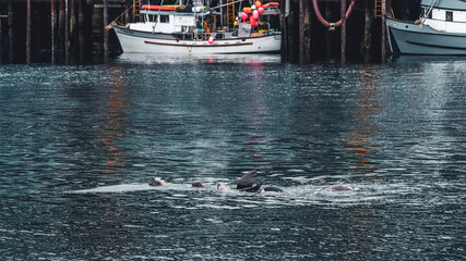 Sea Lions swimming in the port of Sitka, Alaska - obrazy, fototapety, plakaty