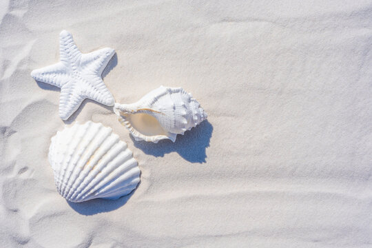 Sea Shells And Starfish On A White Sand Background. Summer Times. Seashell On The Sand.