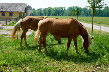 Obraz premium avelignese