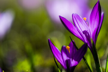 Krokus Wiese Blumen Blüte Blühen Lila Weiß Grün Floral Frühling Erwachen Aufblühen