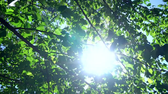 新緑の葉や枝が風にそよぎ逆光の木漏れ日が爽やかな春や初夏の風景