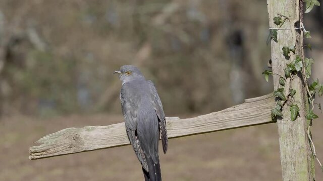 Common cuckoo (Cuculus canorus)