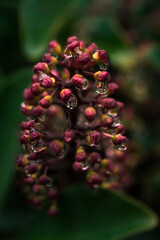 raindrops on a flower of Skimmia japonica plants