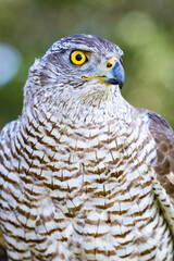 Northern goshawk perching