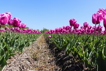 Purple tulip lines. Tulip field in Netherlands.