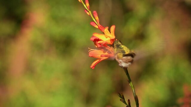 Volcano Hummingbird - Selasphorus flammula very small hummingbird which breeds only in the mountains of Costa Rica and Chiriqui, Panama. Flying and feeding on nectar on the nice blossom.