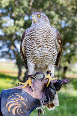 Northern goshawk perching