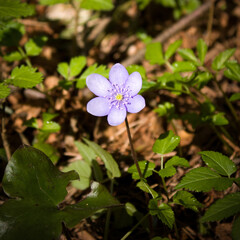 Spring forest flower - pale blue, delicate, beautiful, surrounded by forest greenery.