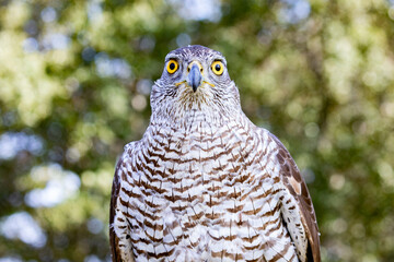 Northern goshawk perching