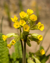 Spring flowers - yellow primroses slightly blurred in sunlight on a blurred background.