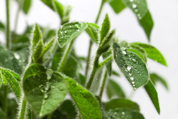 Soy young plants with water drops close up on white background. Soy bean sprouts. Homegrown soy shoots. 