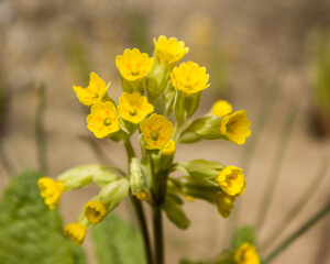 Spring flowers - yellow primroses slightly blurred in sunlight on a blurred background.
