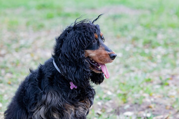Adorable black Cocker Spaniel outside