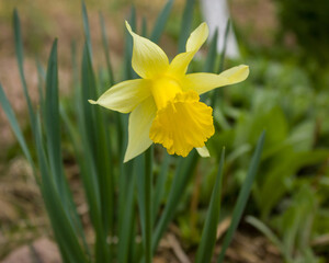 Yellow daffodil against a background of spring greenery.
