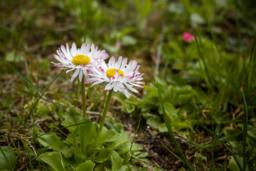 White and pink daisies surrounded by green grass.