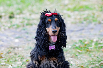 Adorable black Cocker Spaniel outside