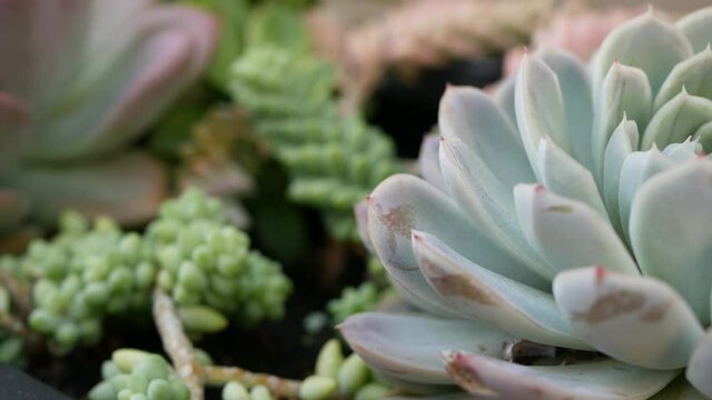 Succulent plants collection, gardening in California, USA. Home garden design, diversity of various botanical hen and chicks. Assorted mix of decorative ornamental echeveria houseplants, floriculture.