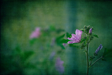 Fototapeta na wymiar wild purple wild mallow flower on green meadow on spring day in close-up